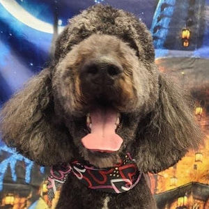 Meet your Posher, Olivia